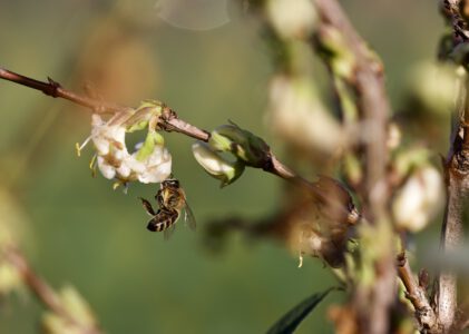 Biologie van de honingbij – update