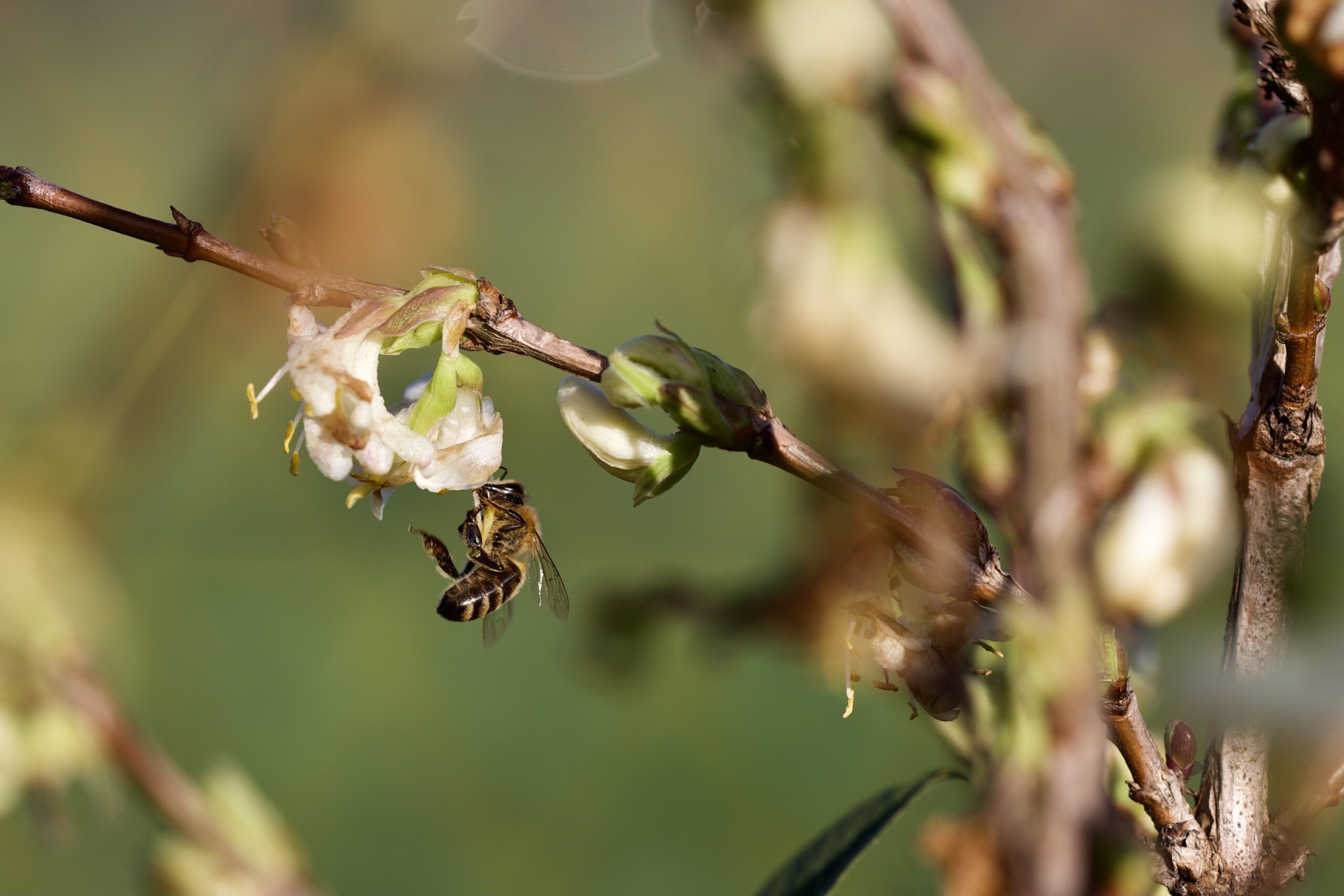 Biologie van de honingbij – update