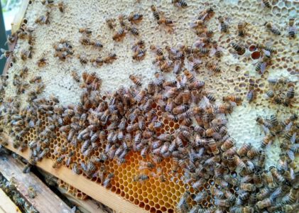 Lid worden bij Imkers Neteland
