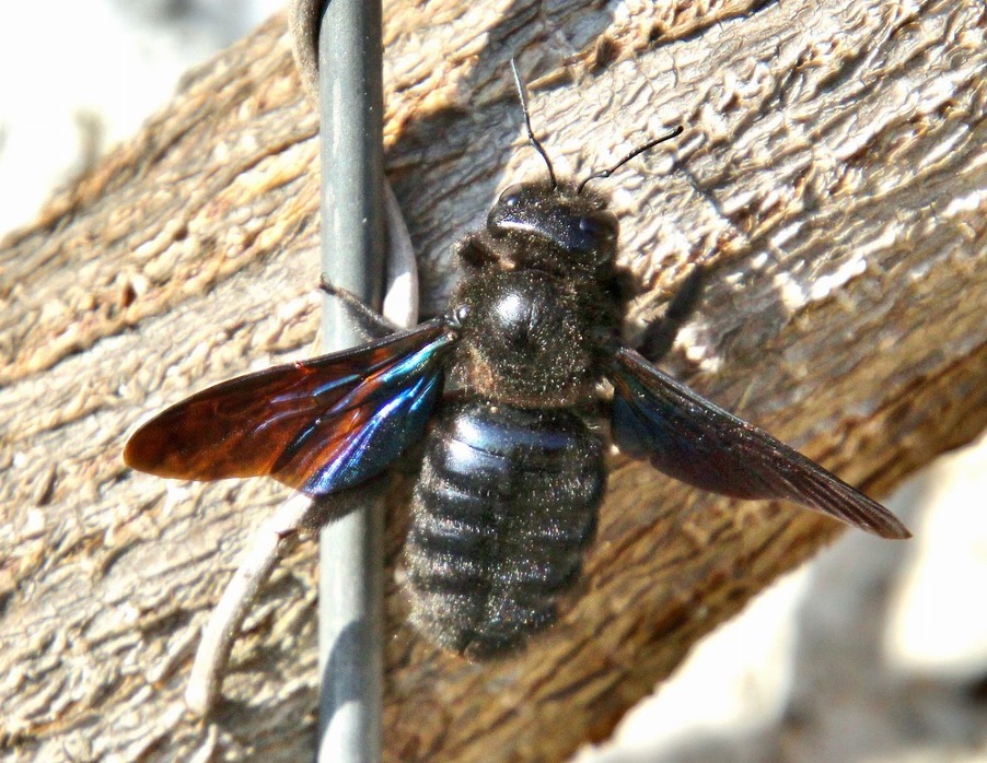 Blauwzwarte houtbij