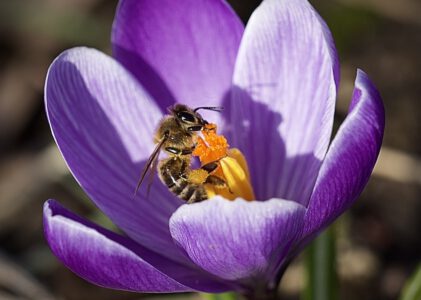 Bijen & imkerwerkzaamheden in Februari