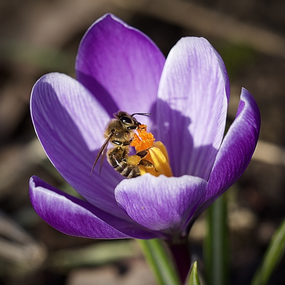 krokus