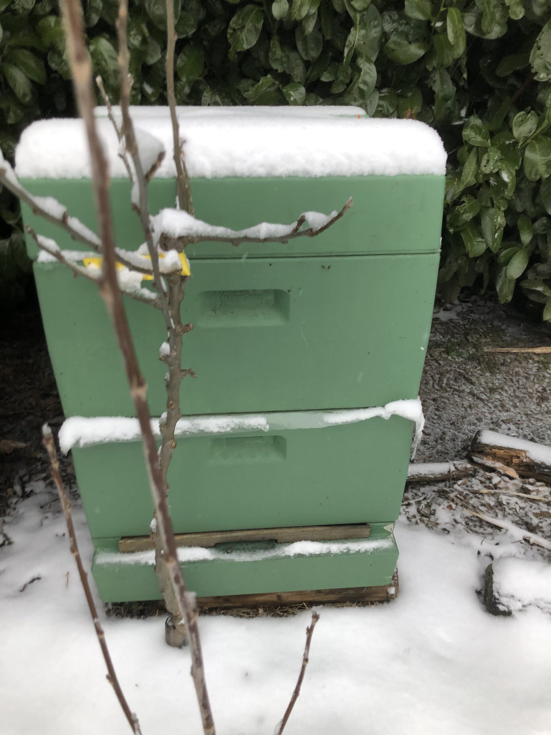 Hoe overleven bijen de winter?