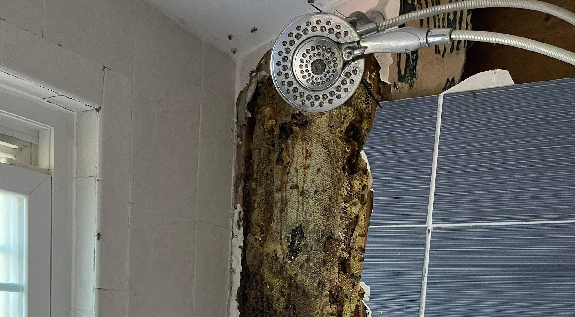 Bijen in de badkamer