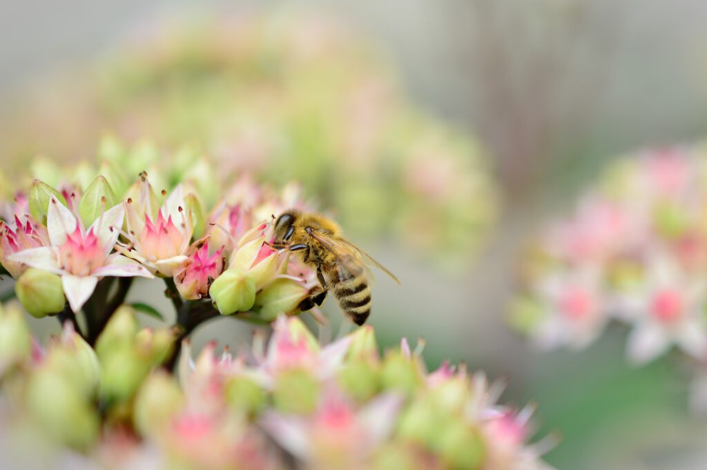 zoersel-bijenvriendelijke-planten