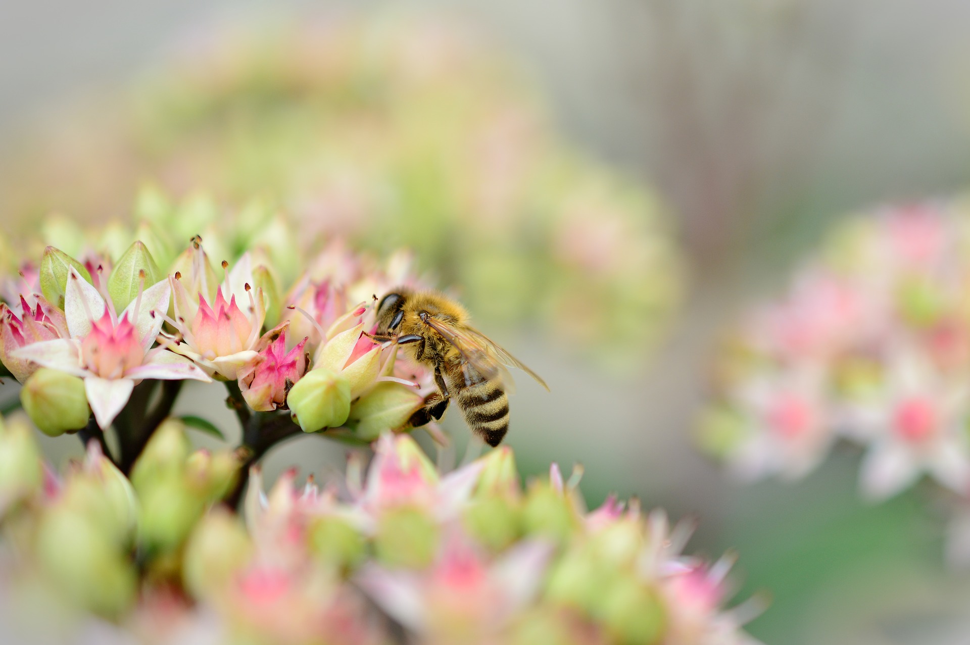 Bijenvriendelijk plantenpakket