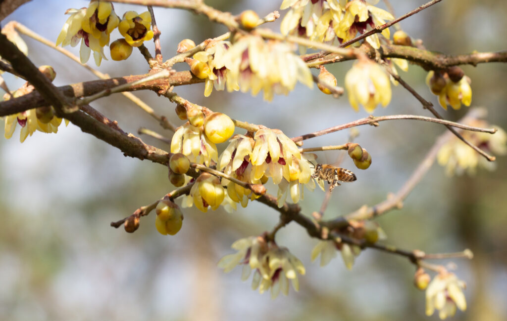 honingbij meloenboompje
