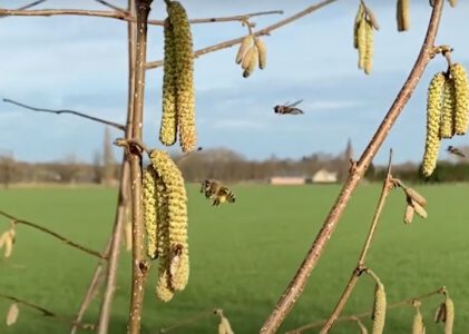 Hazelaar, vroege bloeier voor bijen