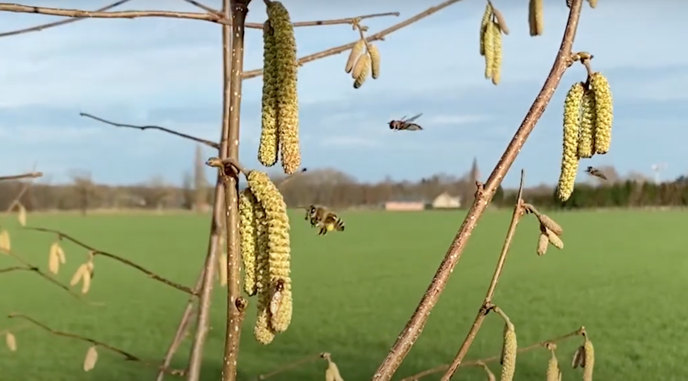 Hazelaar, vroege bloeier voor bijen