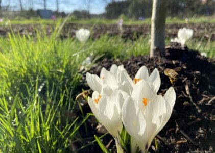 Bijen in maart