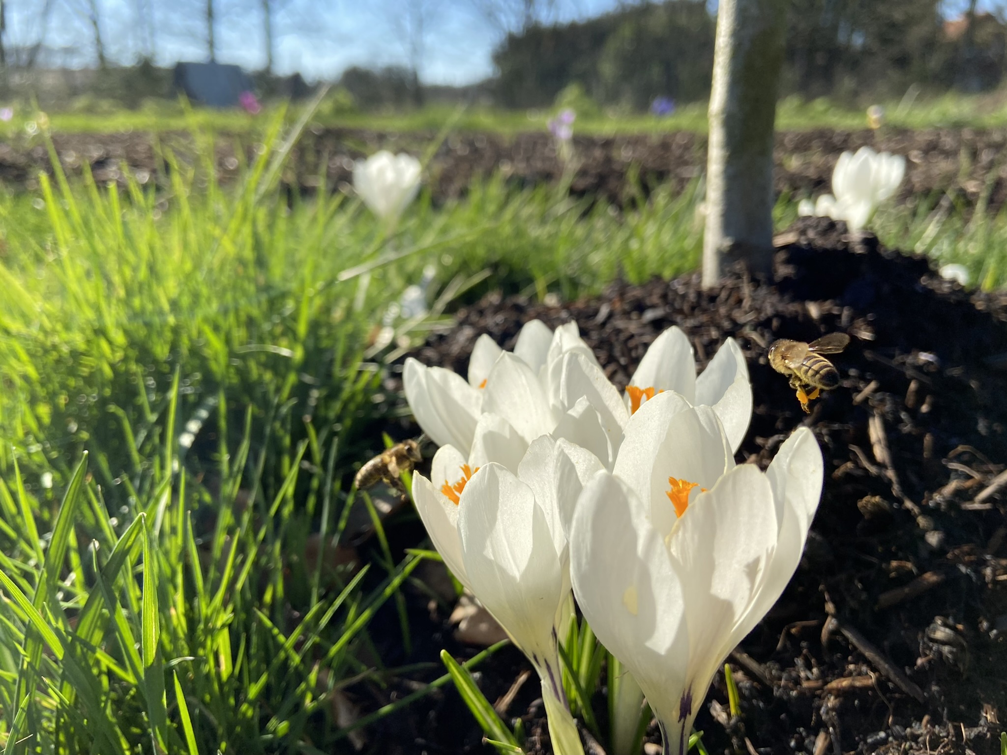 Bijen in maart