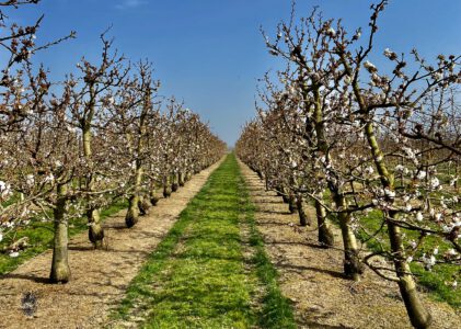Bijen in april