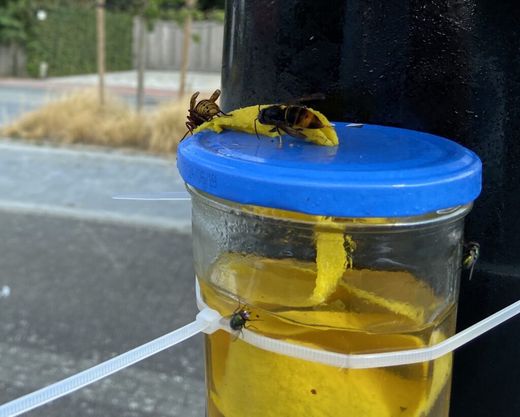 wiekpot aziatsche hoornaar