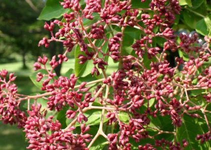 De bijenboom, Tetradium Danielli