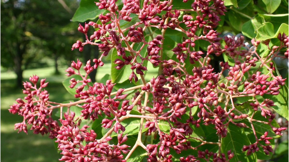 De bijenboom, Tetradium Danielli