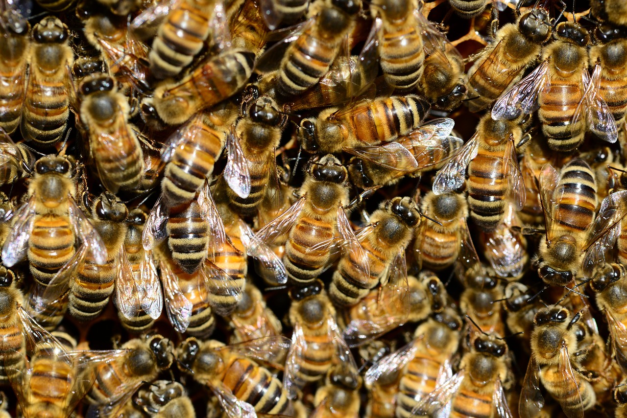 Een vaccin voor bijen om Amerikaans vuilbroed te voorkomen