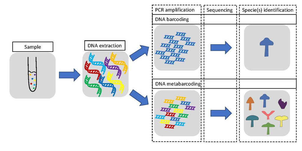 DNA-metabarcoding