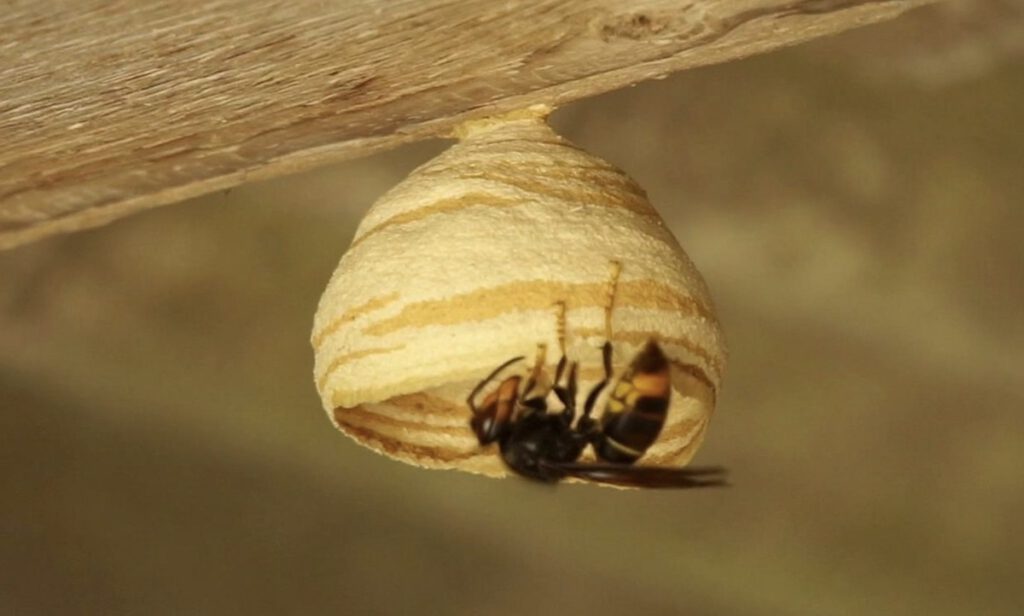 spring trapping - embryo nest aziatische hoornaar - embryonale fase