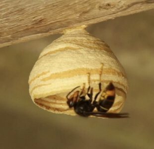 spring trapping - embryo nest aziatische hoornaar - embryonale fase