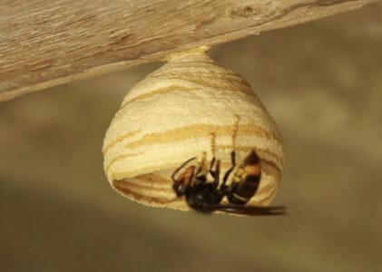 Spring trapping: koninginnen Aziatische hoornaar vangen in het voorjaar