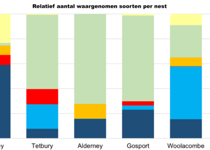 Aziatische hoornaars eten vooral wespen, vliegen en  … spinnen