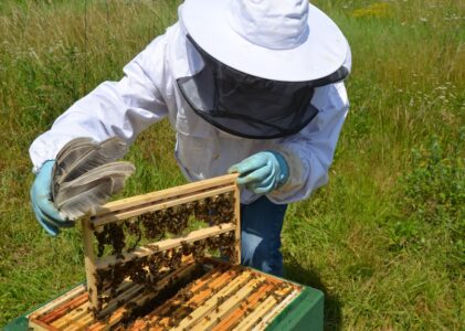 Cursus koninginnenteelt in praktijk