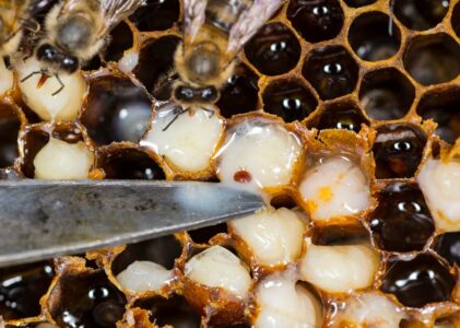 Varroaresistentie: onderzoek naar varroa-resistente bijen