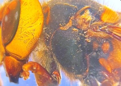 Zuidelijke Reuzenhoornaar (Vespa soror) voor het eerst in Europa