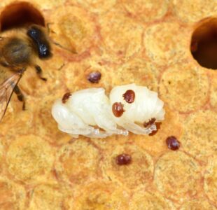 Varroa destructor