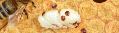 Varroa destructor