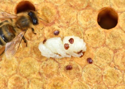 Varroa voedt zich met hemolymfe en het vetlichaam