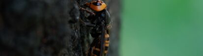 vespa mandarinia