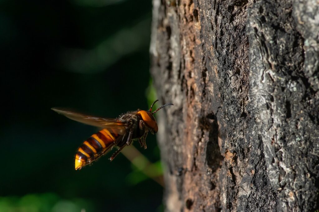 vespa mandarinia noordelijke reuzenhoornaar