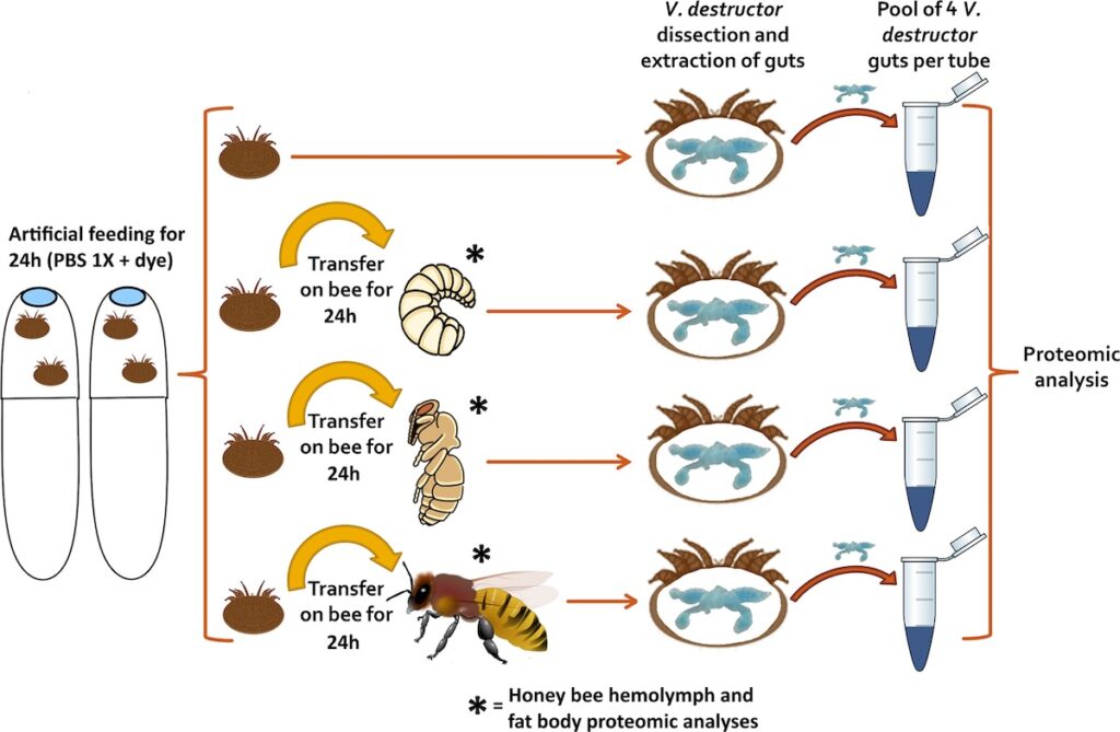 voeding-van-varroa