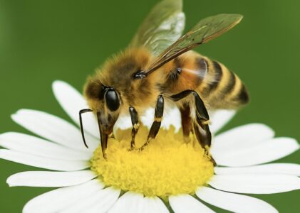 Bijenproducten en gezondheid: ontdek de kracht van propolis en koninginnenbrij