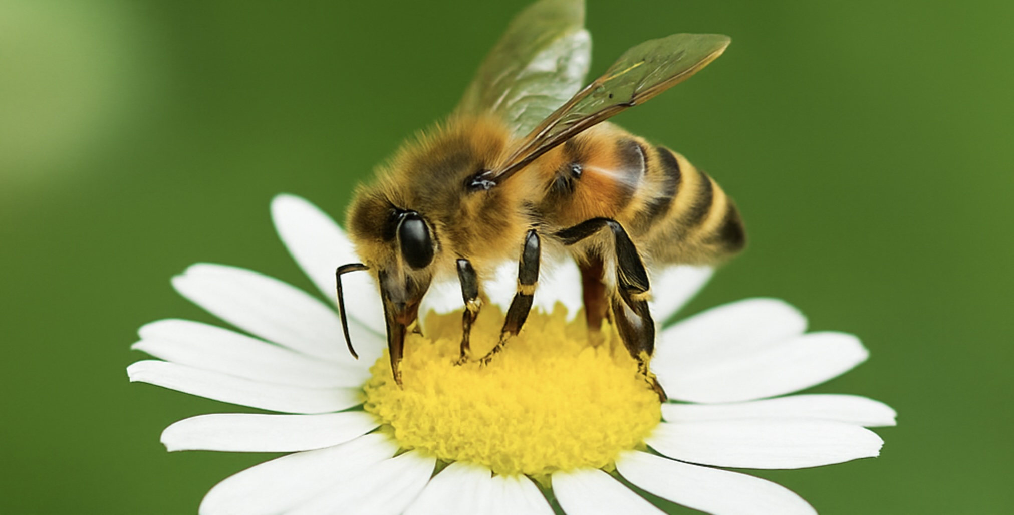 Bijenproducten en gezondheid: ontdek de kracht van propolis en koninginnenbrij