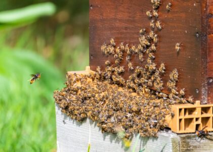 Elektrische harpen: bescherming van bijenvolken tegen de Aziatische hoornaar
