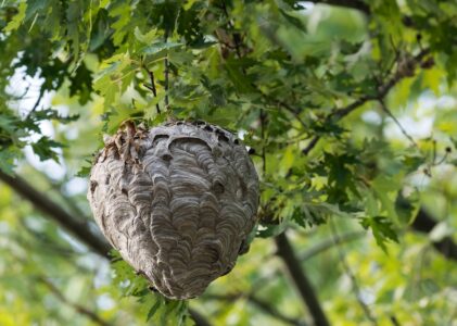Het geluid van Aziatische hoornaars: een hulp bij het opsporen van nesten?
