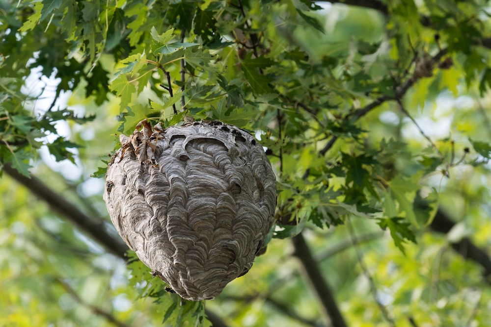 geluid nest aziatische hoornaar