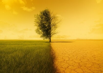 De impact van klimaatverandering op bijen
