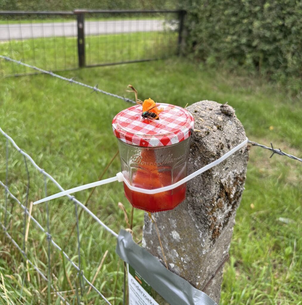 lokpot-aziatische-hoornaar